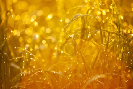 Eine heitere Landschaft der goldenen Stunde, das Sonnenlicht hebt sanft die Texturen und Details des wilden Grases hervor. Es vermittelt einen warmen, ruhigen Sommerabend