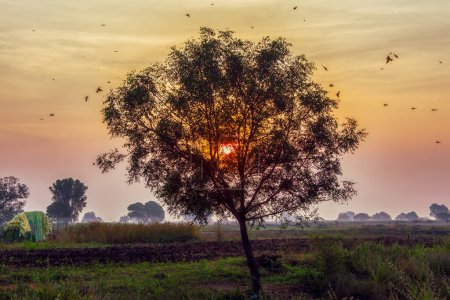 Landschaft mit einem einzigen Baum mit Blick auf den Sonnenaufgang und Vögel fliegen im Hintergrund