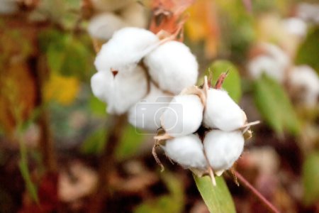 Foto de Primer plano de la flor de algodón del campo - Imagen libre de derechos