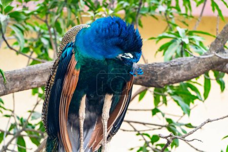 A blue and green peacock is perched on a tree branch. The bird is surrounded by green leaves and branches, giving the scene a peaceful and natural feel