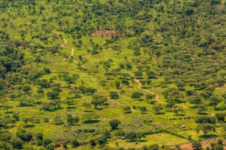 Foto de Un campo verde exuberante con un camino de tierra corriendo a través de él. El camino está rodeado de árboles y arbustos, y hay algunos animales en la distancia. La escena es pacífica y serena, Kenia. - Imagen libre de derechos