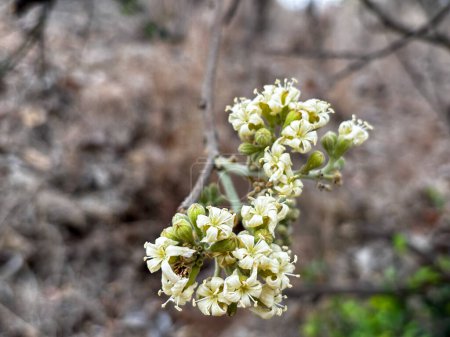 Eine Nahaufnahme eines Baumes mit weißen Blüten Cordia alliodora (Ruiz und Pav.) Oken. Die Blüten sind klein und gruppenweise. Der Baum ist von einem felsigen Gebiet umgeben, was dem Bild ein etwas trostloses und natürliches Gefühl verleiht