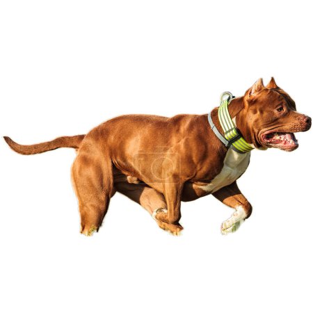 Pies biegający w terenie i goniący z pełną prędkością na zawodach prosto przed kamerą odizolowany na białym tle