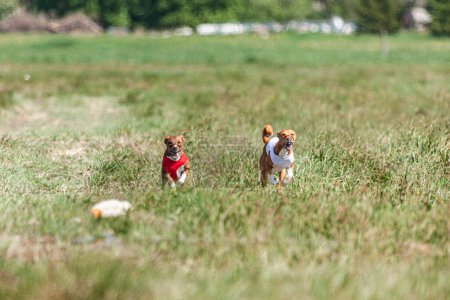 Basenji dogs running in red and white jacket on coursing field