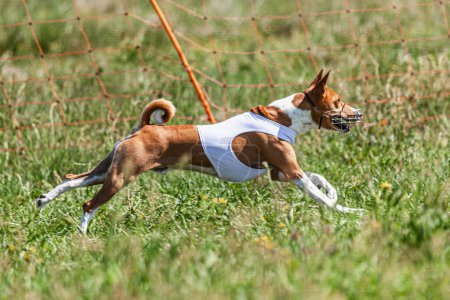 Basenji dog running in white jacket on coursing green field