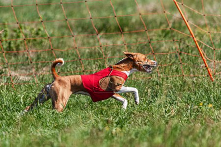 Basenji dog running in red jacket on coursing green field