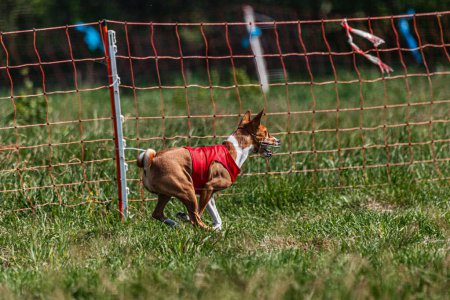 Basenji dog running in red jacket on coursing green field