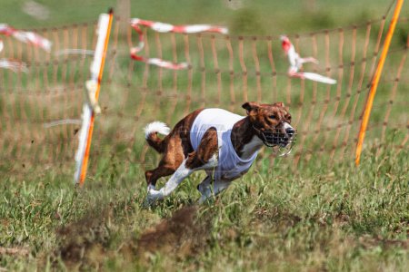 Basenji dog running in white jacket on coursing green field