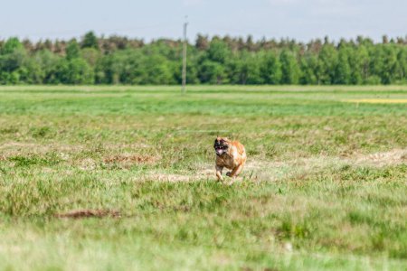 Cane Corso running across the field