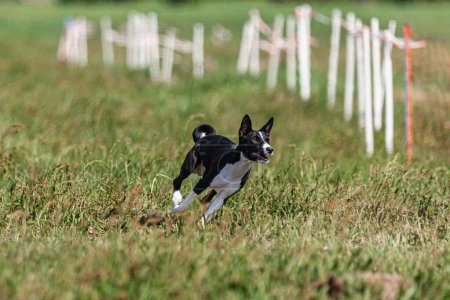 Basenji puppy first time running in field on competition