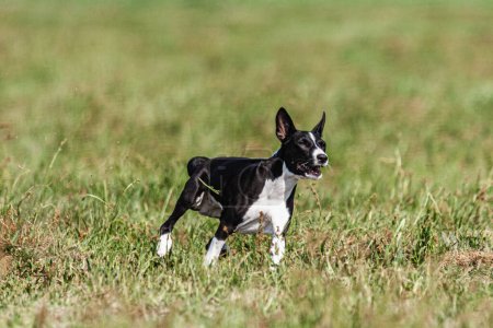 Basenji puppy first time running in field on competition