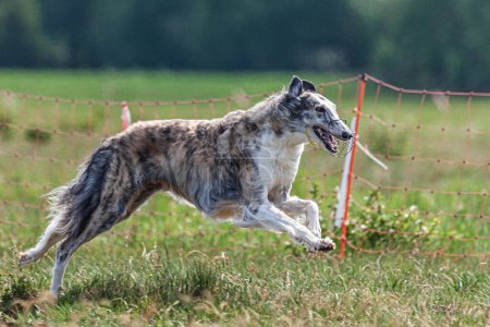 Borzoi dog running and chasing lure on green field