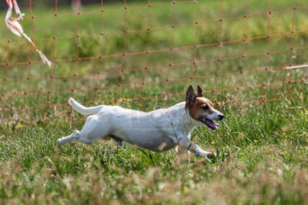 Dog running and chasing coursing lure on green field