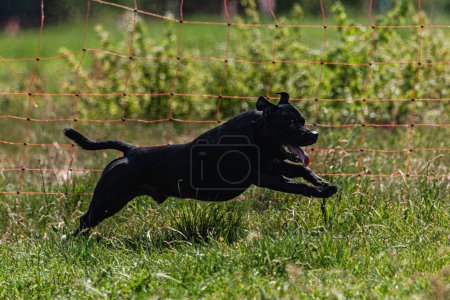 Perro corriendo y persiguiendo señuelo en el campo verde