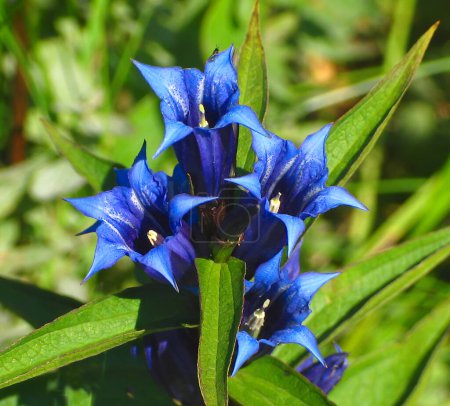 Photo for Background with trumpets Gentiana mountain flowers nature protected. Beautiful gentian bell flowers in a natural setting in the grass. Europe. - Royalty Free Image