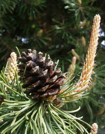 Photo for Brown pinecone, gymnosperm and orange propagated cones. Last years cone and new spring blooming pollen pine cones with needles. - Royalty Free Image