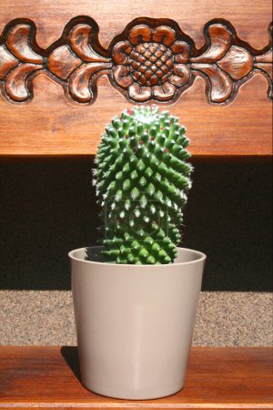 Foto de Cactus con brotes rojos en una tabla de madera. Una de las muchas especies de cactus de la familia Echinocereus. - Imagen libre de derechos