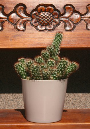 Foto de Cactus con espinas rojas en una olla en un estante de madera. Una de las muchas especies de cactus de la familia Echinocereus. - Imagen libre de derechos