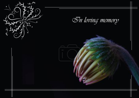 Photo for Blank postcard for condolences with fresh flower. Ornamental blank frame for text and funeral photo gerbera buds. Invitation, announcement. - Royalty Free Image