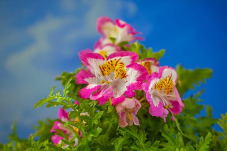 Foto de Flores Schizanthus wisetonensis Balcón o cama de flores flores flores de jardín con bordes carmesí y pistilos. - Imagen libre de derechos