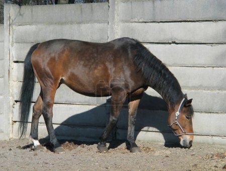 Foto de Un caballo marrón y negro criado en una granja. Un caballo marrón con melena negra en un corral casero en un soleado día de primavera. - Imagen libre de derechos
