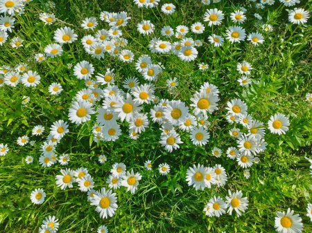Beautiful fresh meadow white daisies. A bed of meadow natural daisies flowers, top view. Floral background, wallpaper.