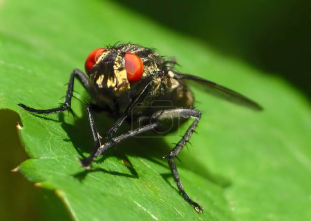 Téléchargez les photos : Une petite mouche domestique sur une feuille. Mouche aux yeux rouges sur une feuille verte dans le jardin. Contexte macro naturel. - en image libre de droit