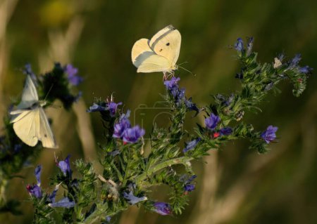 Foto de Mariposas blancas en una flor azul. Pradera flor de madreselva silvestre con flores blancas amarillas en la hierba. - Imagen libre de derechos