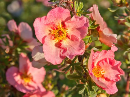 Flores de verano nombre Potentilla fruticosa. Flor macro primer plano Potentilla fruticosa, variación rosa. Detalle de arbusto medicinal y ornamental.