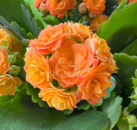 Photo for Background from a bouquet of orange miniature roses, Kalanchoe. Wallpaper with fresh orange flower with leaves, name Kalanchoe. Detail. - Royalty Free Image