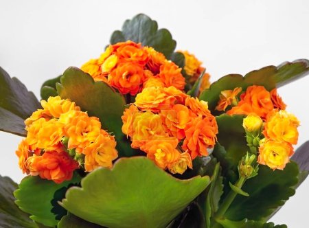 Photo for Background from a bouquet of orange miniature roses, Kalanchoe. Wallpaper with fresh orange flower with leaves, name Kalanchoe. Detail. - Royalty Free Image