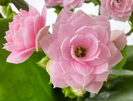 Photo for Background from a bouquet of pink miniature roses, Kalanchoe. Wallpaper with fresh pink flower with leaves, name Kalanchoe. - Royalty Free Image