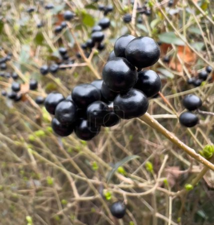 Ligustrum vulgare (Ligustrum vulgare). Overwintering bush, winter bush with berries for free bird season. Background.