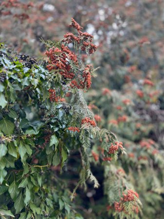 Im vergangenen Jahr überwinterten Thuja-Büsche und Vögel. Baumzweige mit Früchten des letzten Jahres, saisonaler März Hintergrund.