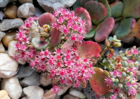 Variation of the MR.Goodbud Sedum. Alpina rockery, succulent pink blooming garden plants.