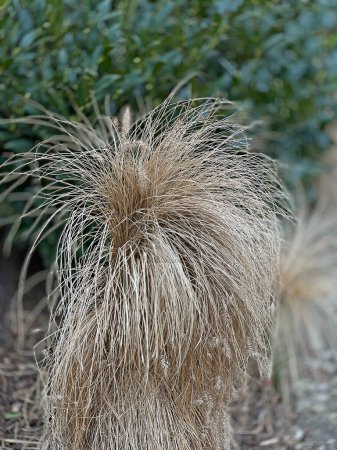 Winter grass, dry decorative grass with spikes. Seasonal March garden perennial overwintering in the wind. Background.