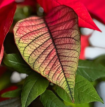 Frühling Weihnachtsstern, Frühling Färbung Blatt. Venation (Venation), auch Nervosität, ist ein System von Gefäßen (Venen) in den Blättern von Pflanzen, die mit dem Blattstiel verbunden sind.