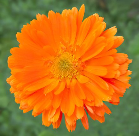 Garten-Ringelblume, eine orangefarbene Heilblume. Objekt frische, voll blühende Ringelblume, frontale Komposition mit grasgrünem Hintergrund. 