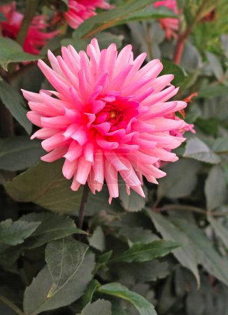 Pink cactus Dahlia large -flowered. Garden blooming flower Dahlia in the flower bed.