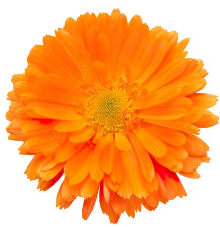 Garten-Ringelblume, eine orangefarbene Heilblume. Objekt frische, voll blühende Ringelblume, frontale Komposition, weiß isoliert.