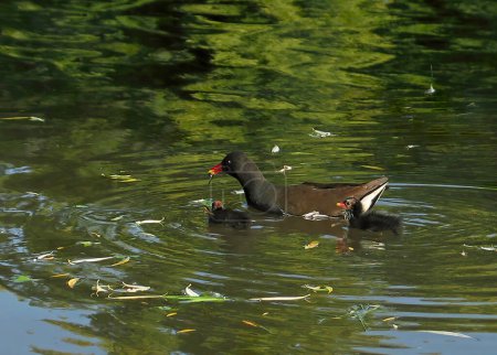 Eine Familie grünfußiger Blässhühner mit jungen Insektenjagden. Blässhühner, Blässhühner, die auf der Wasseroberfläche schwimmen, der Teich spiegelt das Grün der Bäume wider.