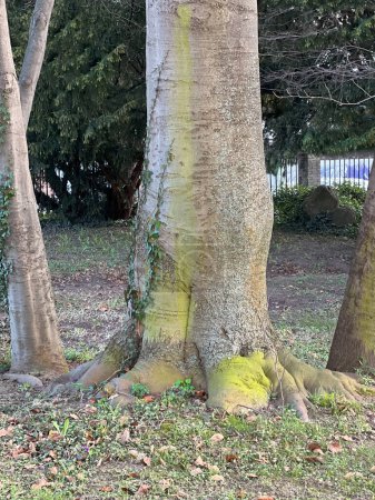 Tronco de haya en el parque. Árboles y corteza de musgo y pequeños líquenes en el tronco, la familia de hongos Hypogymnia physodes; sinónimo de Parmelia physodes.