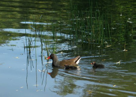 A family of green-footed coots with young hunts for insects. Coots, green-legged coots floating on the surface of the water, the pond reflects the green of the trees
