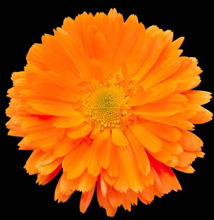 Garten-Ringelblume, eine orangefarbene Heilblume. Einzelobjekt frische, voll blühende Ringelblume, frontale Komposition, schwarz isoliert. 
