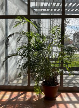 Kanarische Dattelpalme Phoenix Canariensis in einem Gewächshaus. Eine dekorative Palmenpflanze im Gewächshaus der Vorhalle, angebaut in einem Topf.