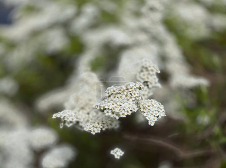 Arbuste commun d'aubépine blanche, crataegus laevigata. Une plante à fleurs allergène printanier, en même temps qu'une herbe. Fond floral.
