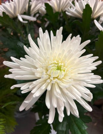 Garten-Dahlie, nadelförmige Blume. Großblütige Chrysanthemen-Dahlie. Hintergrund.