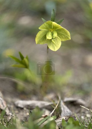 Single rare spring hellebore green - Helleborus viridis with seeds. Seasonal perennial flowers green hellebore decorative, poisonous and medicinal.