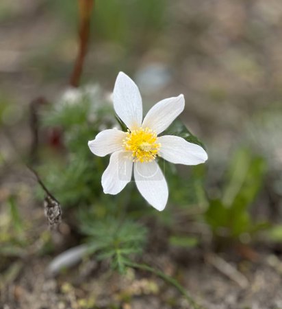 Pâquerette blanche, plante protégée. Détail fleur de fleurs sauvages Pulsatilla alpina, fond naturel.