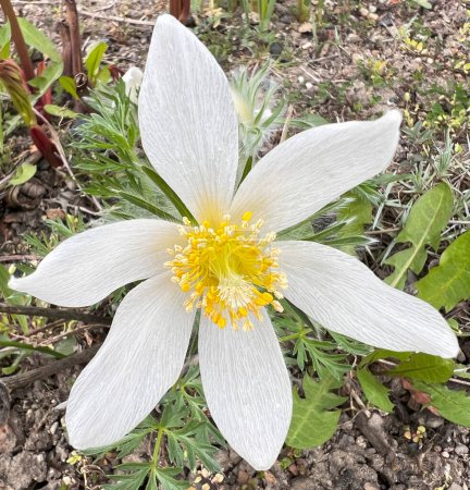 Flor pascual blanca, planta protegida. Detalle flor de flores silvestres Pulsatilla alpina, fondo natural.
